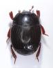 Margarinotus ruficornis